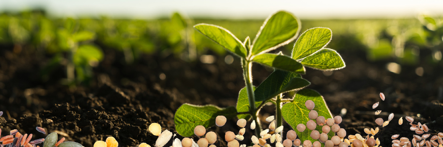 Image of a plant and seeds