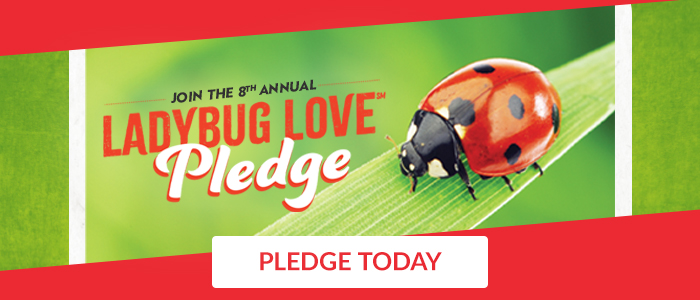 Ladybug Love Pledge - Easy Commitments