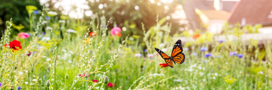 Image of a butterfly in a field