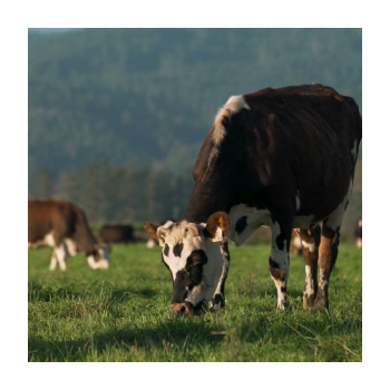Image of a cow in a field