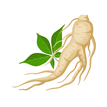 Illustration of ginseng root
