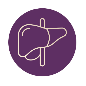 Illustration of a liver