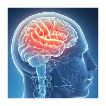 Illustration of a brain