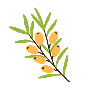 Olive branch illustration