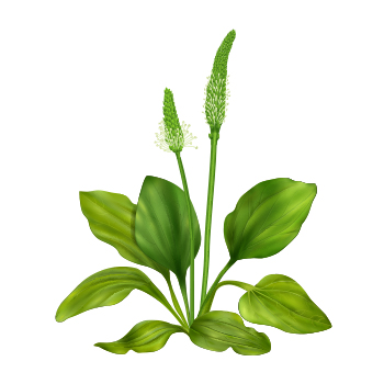 Image of a Psyllium plant