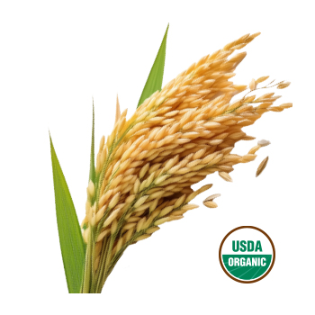 Image of a rice stalk