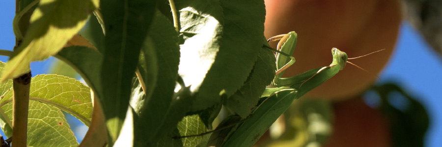 Image of a praying mantis in a peach tree