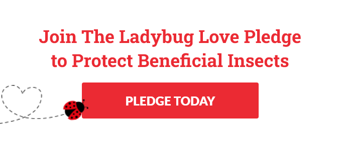 Ladybug Love Pledge