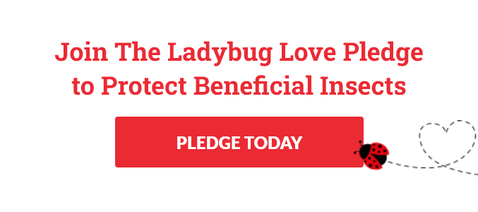 Ladybug Love Pledge