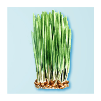Wheat grass