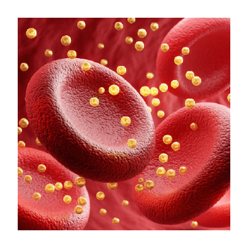 Image of blood cells