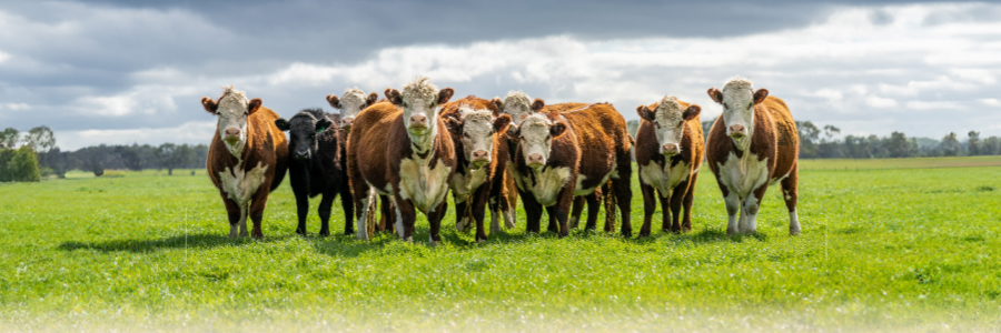 Cows standing in a field