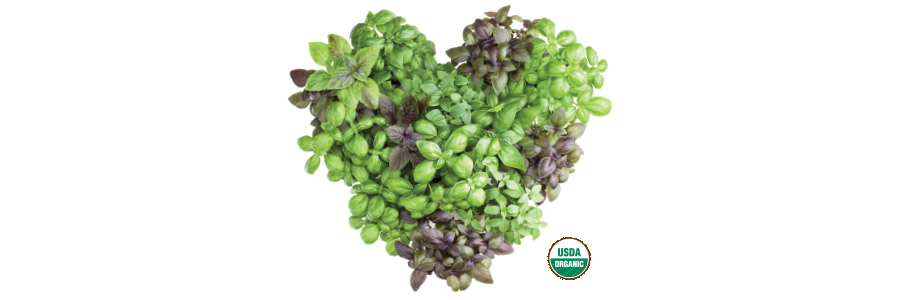 For the Love of Organics: Basil