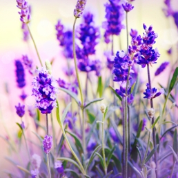 Lavender for body care