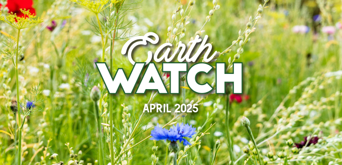 Earth Watch: Urban Meadows Rival Natural Meadows for Pollinator Benefits