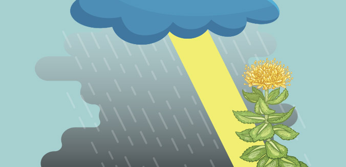 Better Than Zoloft For Depression: Rhodiola