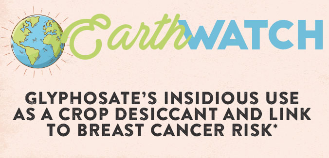 Earth Watch: Glyphosate’s Insidious Use as a Crop Desiccant and Link to Breast Cancer Risk