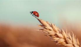 Support Beneficial Insects on Earth Day 2019 at Natural Grocers