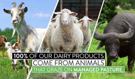 100% Pasture-Based Dairy