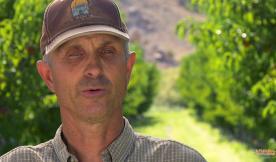 Organic Colorado Peaches