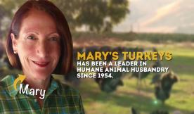 Choosing Your Turkey 2018